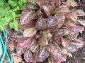 Chocolate Plant / Pseuderanthemum alatum 